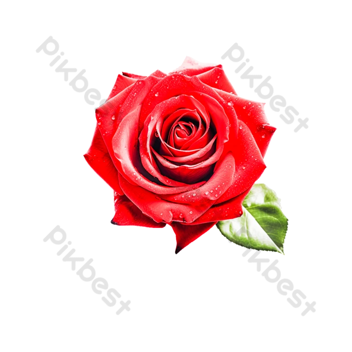 Romántico Ramo De Rosas Rojas Hermosas Rosas En Plena Floración | Elementos graficos Plantilla PSD Descarga Gratuita - Pikbest Romántico Ramo De Rosas Rojas Hermosas Rosas En Plena Floración | Elementos graficos Plantilla PSD Descarga Gratuita - Pikbest