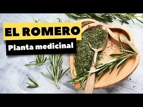 el romero para que sirve - YouTube