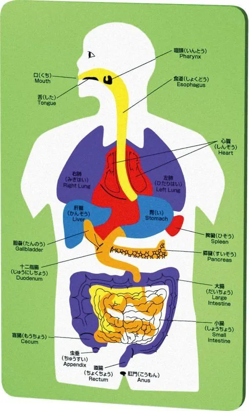 Como puedo elaborar un rompecabezas con las partes del cuerpo en ... Como puedo elaborar un rompecabezas con las partes del cuerpo en ...