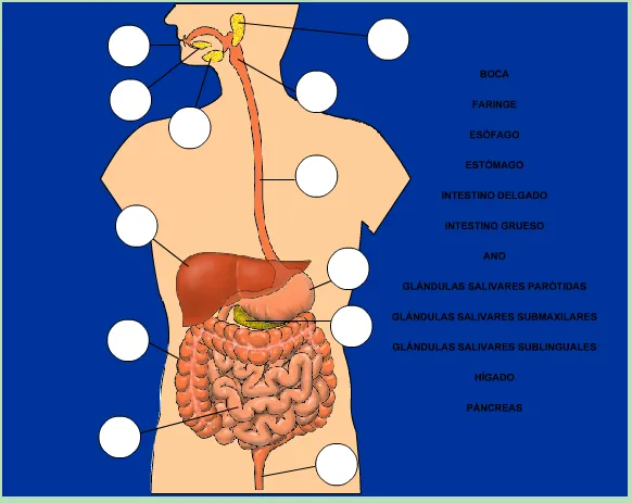 Como hacer un rompecabezas del aparato digestivo - Imagui Como hacer un rompecabezas del aparato digestivo - Imagui