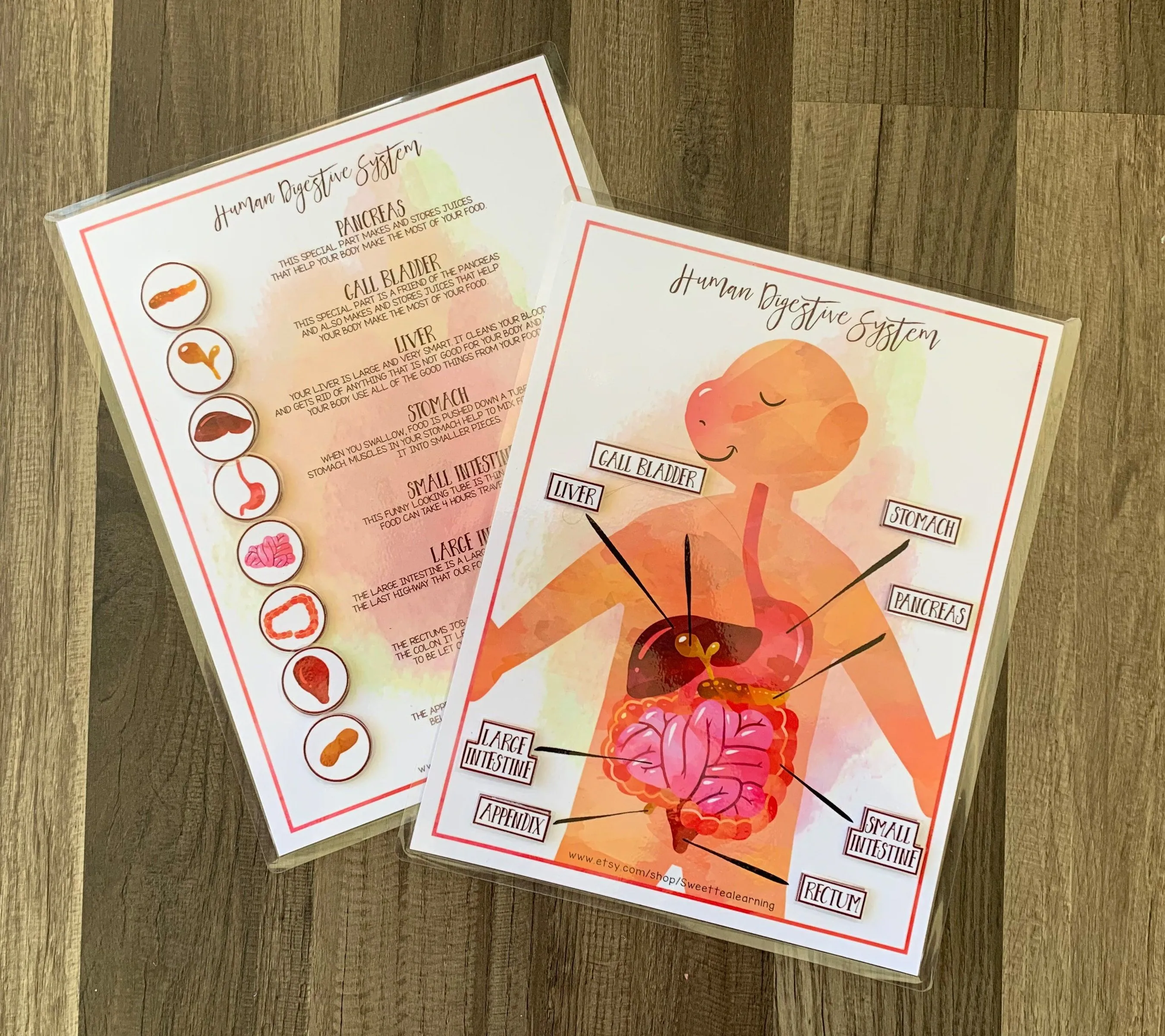 Rompecabezas del sistema digestivo humano Juego de - Etsy México Rompecabezas del sistema digestivo humano Juego de - Etsy México