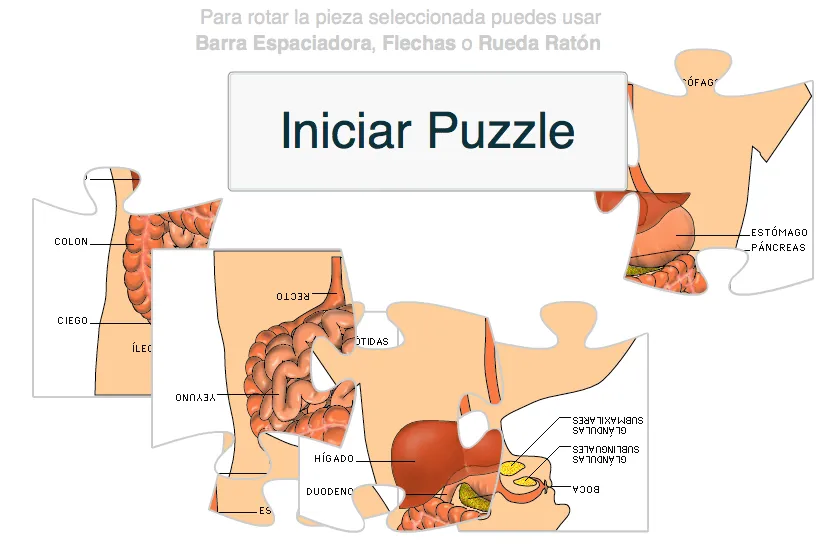 Sistema digestivo para armar - Imagui