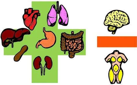 How do we humans fuel our big brains? - Technology & science ... How do we humans fuel our big brains? - Technology & science ...
