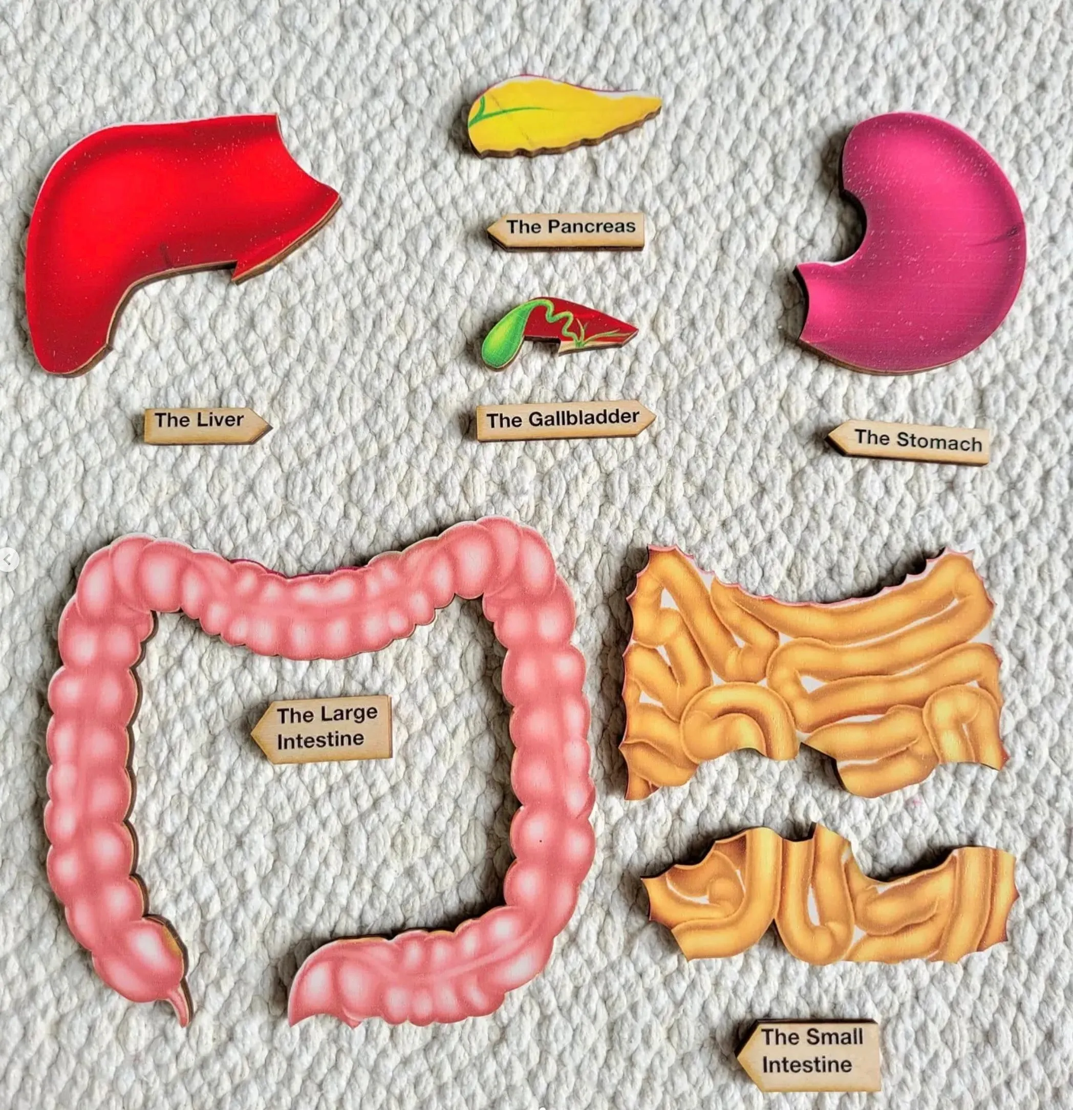 El rompecabezas del sistema digestivo Sistema digestivo - Etsy España El rompecabezas del sistema digestivo Sistema digestivo - Etsy España