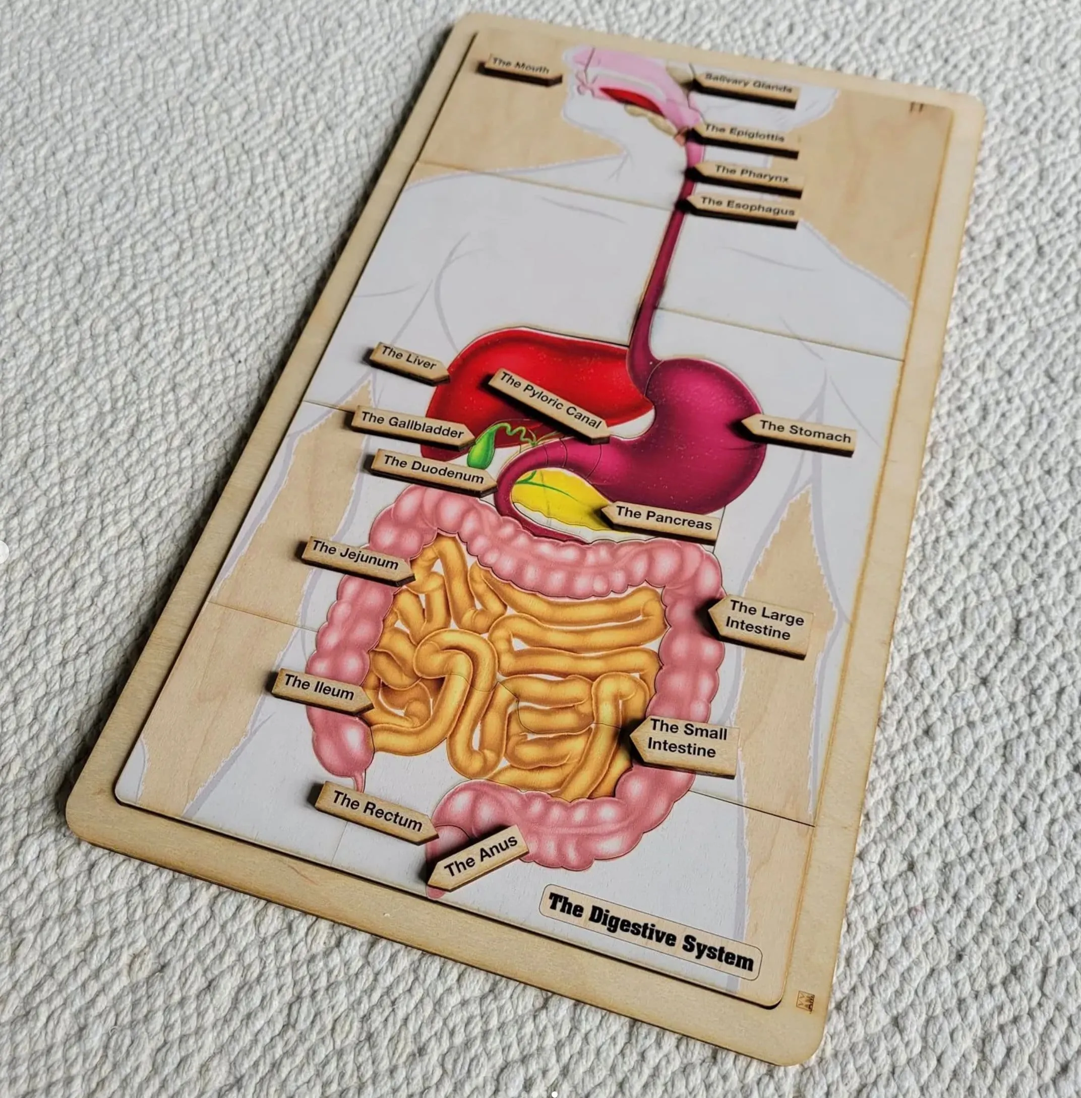 El rompecabezas del sistema digestivo Sistema digestivo - Etsy España El rompecabezas del sistema digestivo Sistema digestivo - Etsy España