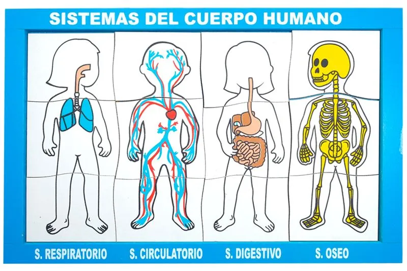 ROMPECABEZAS TRIDIMENSIONAL SISTEMAS DEL CUERPO HUMANO 38 CM DE ...