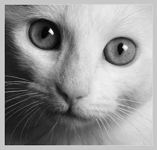 Rony El gato: LA GATITA QUE NO SABÍA SU NOMBRE Rony El gato: LA GATITA QUE NO SABÍA SU NOMBRE