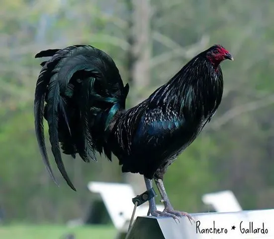 Rooster on Pinterest | Game Fowl, Roosters and Old English Rooster on Pinterest | Game Fowl, Roosters and Old English
