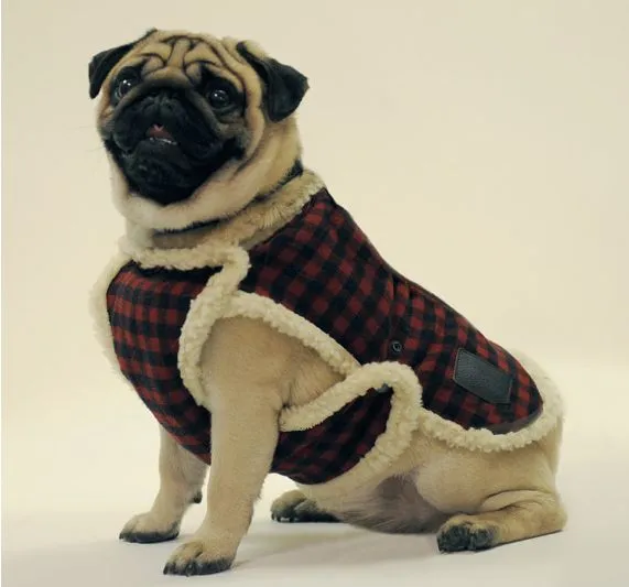 moldes para hacer ropa para perros | facilisimo.com moldes para hacer ropa para perros | facilisimo.com