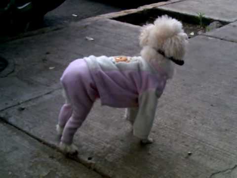 como hacer ropa para perro, la muestra - YouTube como hacer ropa para perro, la muestra - YouTube