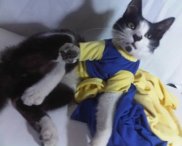 Cómo Lo Hago | Cómo hacer ropa para perros o gatos Cómo Lo Hago | Cómo hacer ropa para perros o gatos