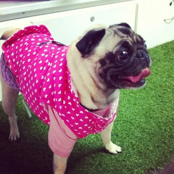 Ropa #Perros #Mascotas #Bogotá #Pug * facebook.wawaw.co | Ropa ...