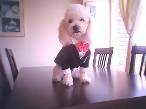 Ropa de perros poodle - Imagui