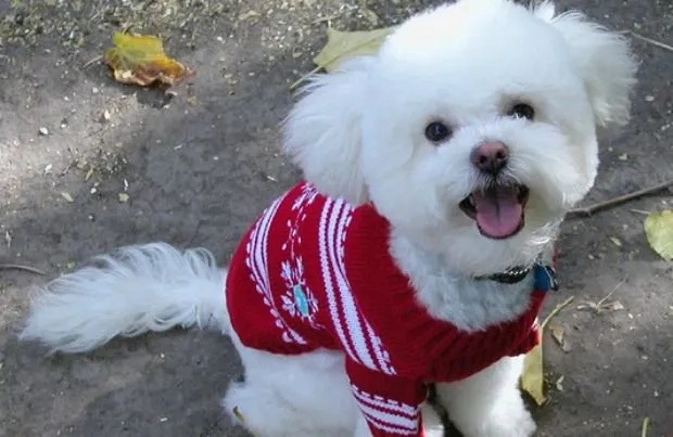 Ropa para perros - Raza Poodle