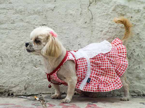 Ropa para Perros: Ropa para perros bebes