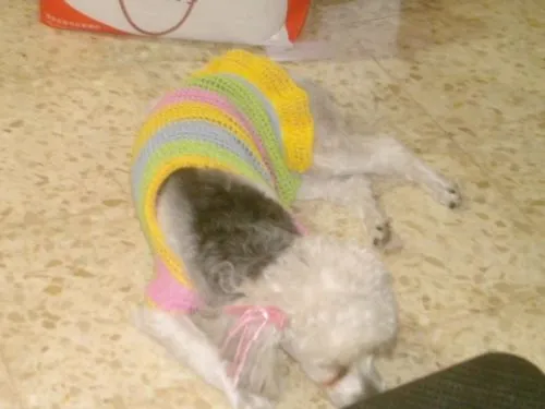 Como hacer ropa para perros tejida a crochet - Imagui