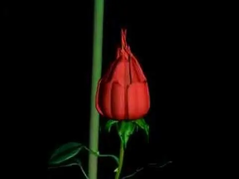 Rosa 3D - YouTube