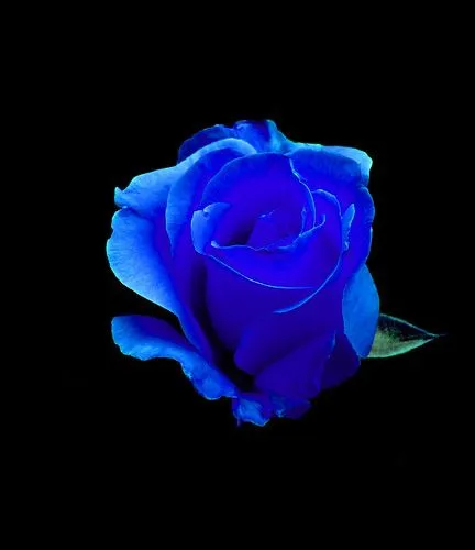 rosa azul y roja - BRISAS DE AMOR PARA TI - Gabitos