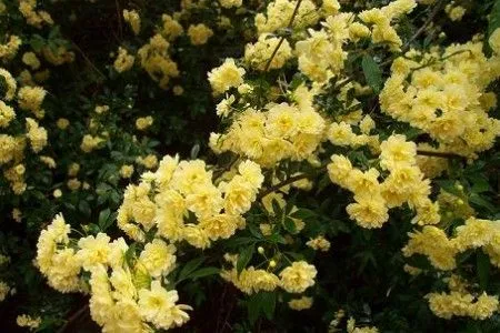 Rosa Banksiana - Enredaderas
