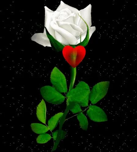 LA ROSA BLANCA DEL AMOR | Flickr - Photo Sharing!