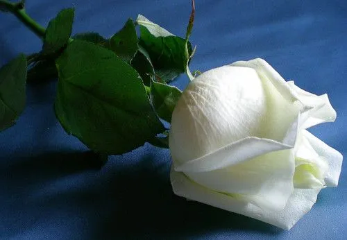 UNA ROSA BLANCA | Flickr - Photo Sharing!