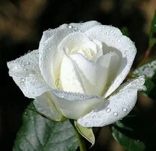 Rosa Blanca con gotas de agua.
