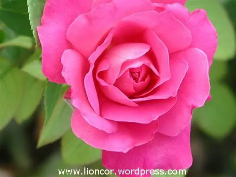 rosa blanca. rosa roja | AMOR ETERNO ...