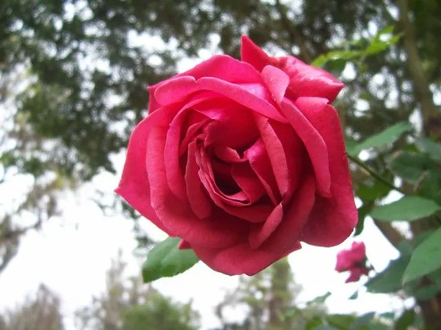 Imagenes bonitas de rosa - Imagui