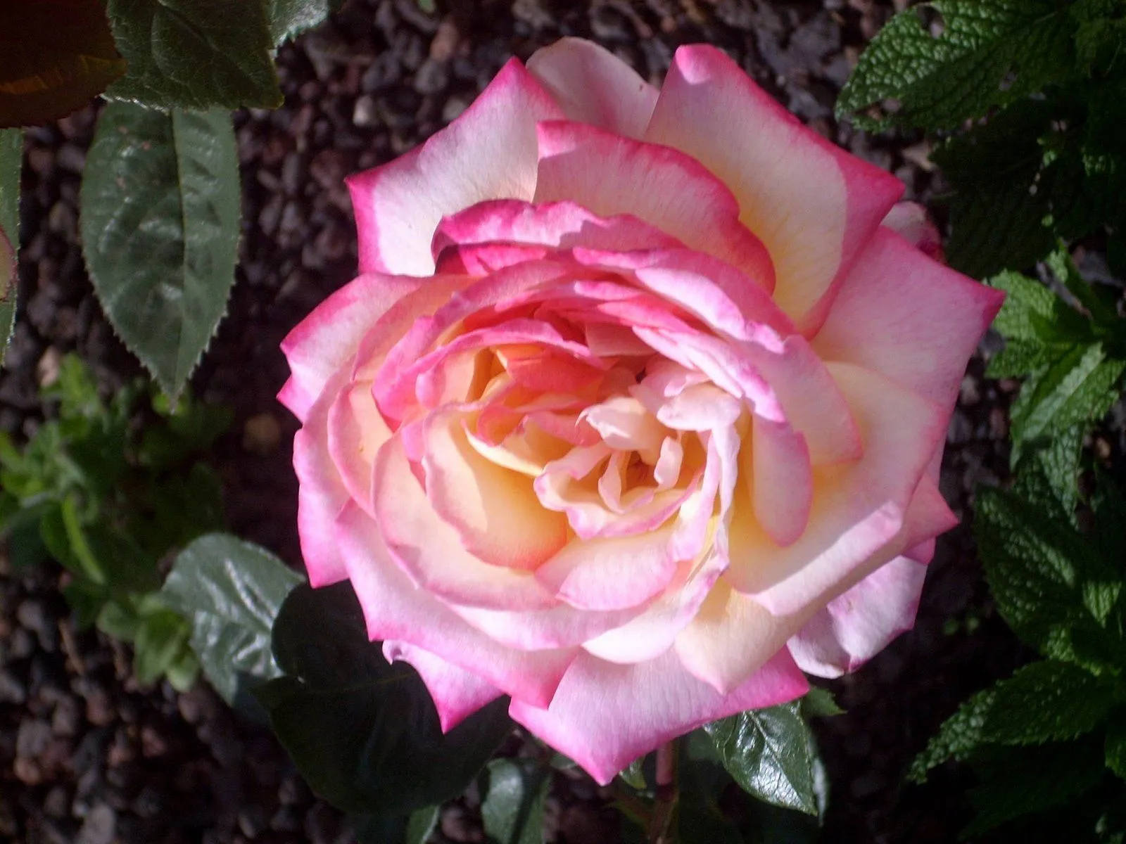 La rosa más bonita del rosal ~ Pruébame blogger! La rosa más bonita del rosal ~ Pruébame blogger!