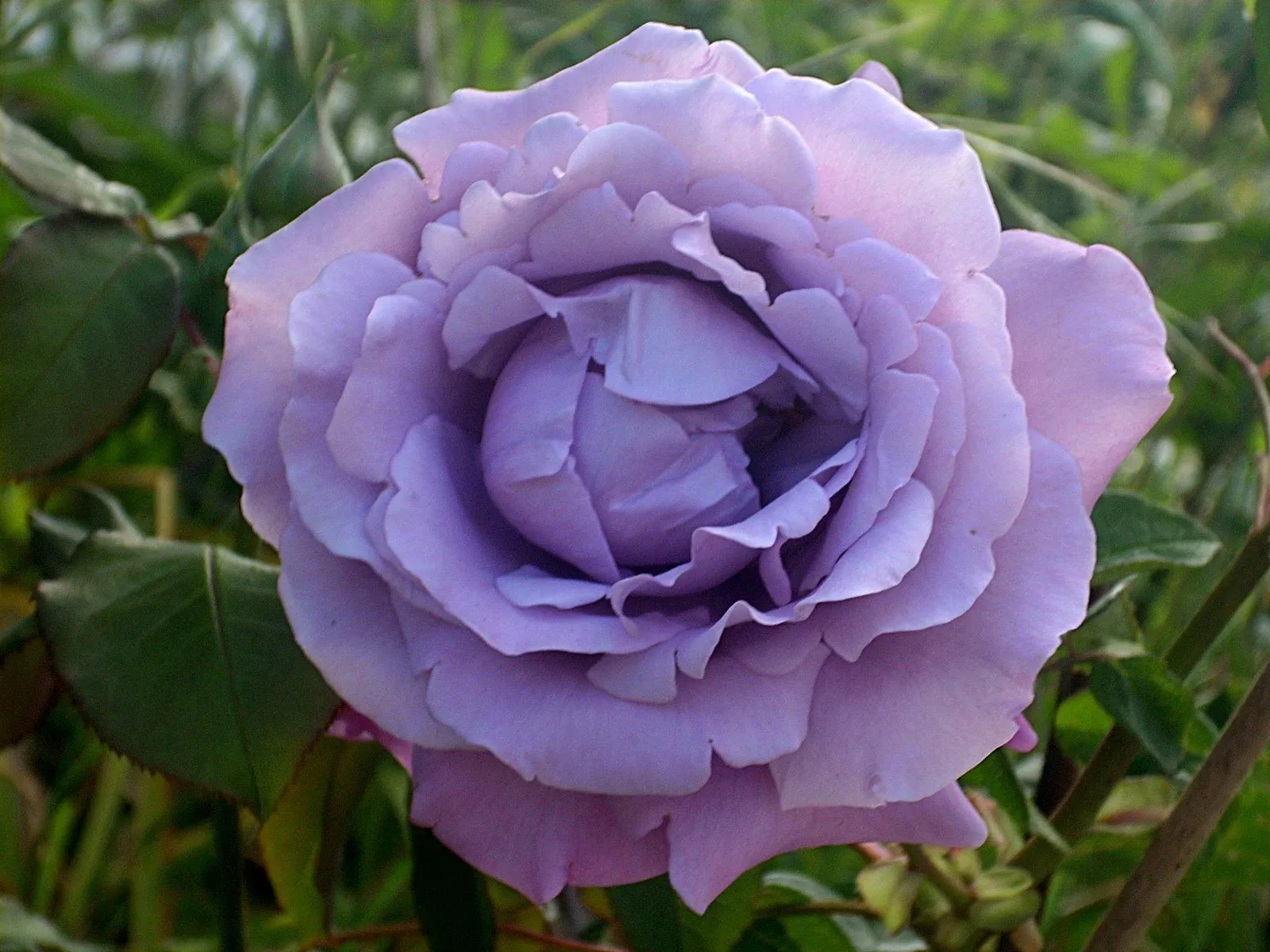 La rosa más bonita del rosal ~ Pruébame blogger! La rosa más bonita del rosal ~ Pruébame blogger!