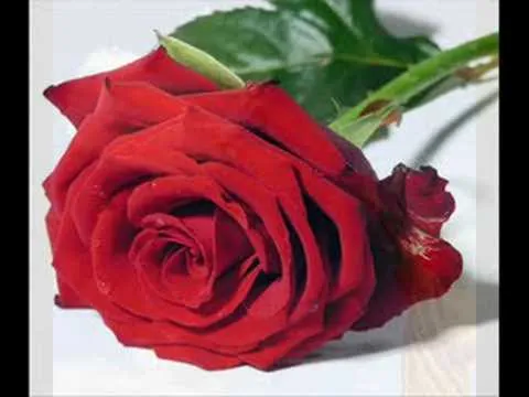 Rosa bonita - YouTube