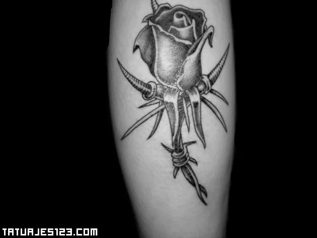 rosa6.jpg