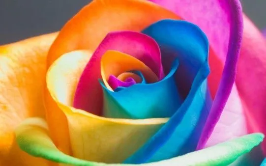 Rosa de Colores. Fondos de Flores - El fondo de escritorio ... Rosa de Colores. Fondos de Flores - El fondo de escritorio ...
