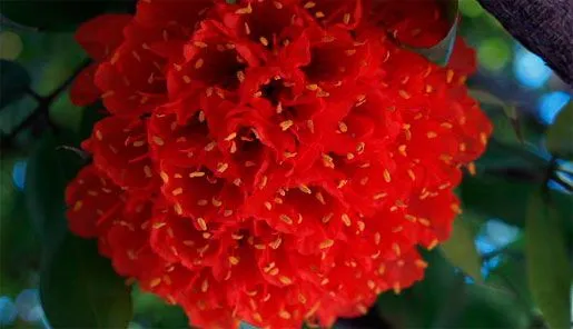 ROSA-DA-MONTANHA-SCARLET-FLAME.jpg
