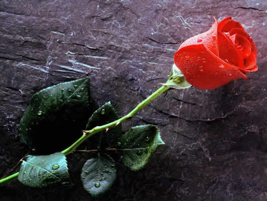 Rosas y espinas - Imagui