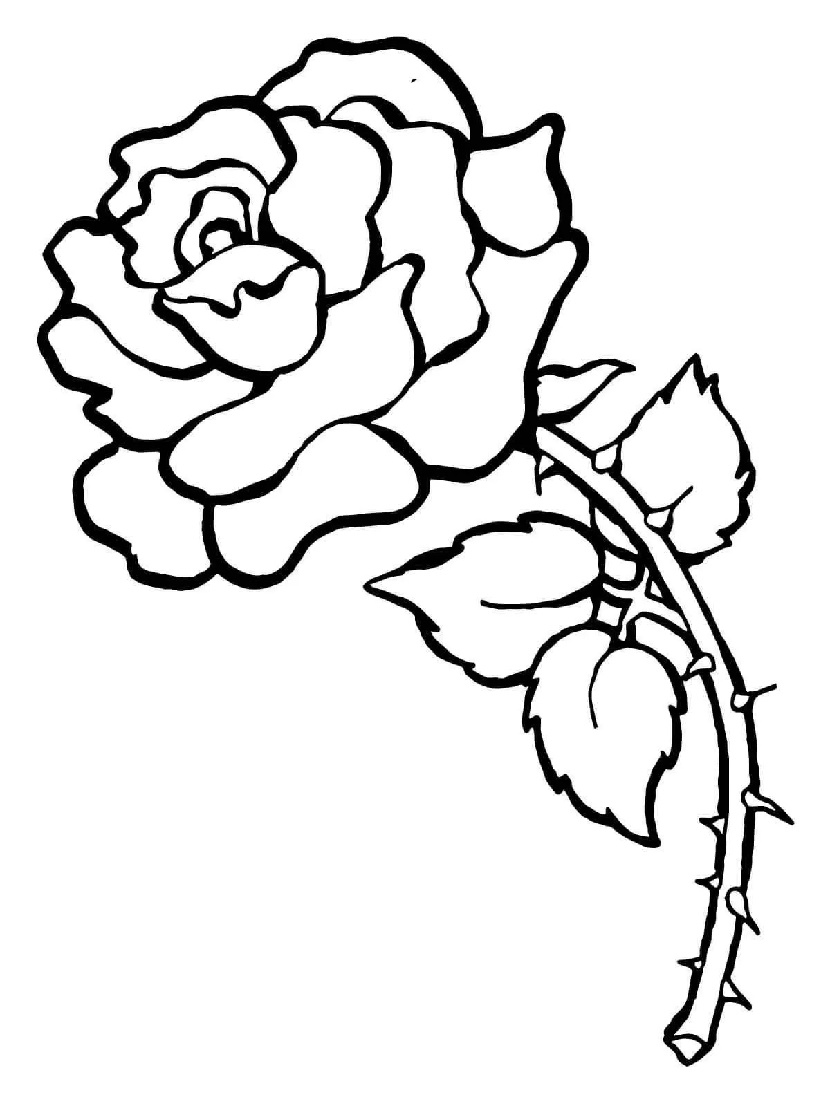 Una Rosa con sus espinas. | Rose coloring pages, Printable flower coloring  pages, Flower coloring pages