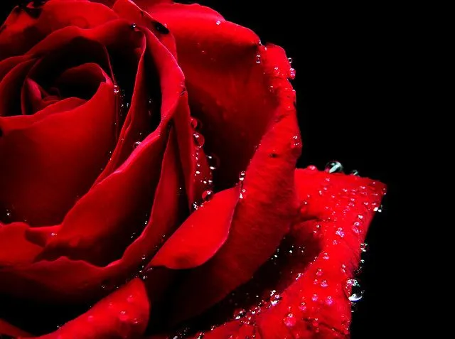 Rosa | Flickr - Photo Sharing!
