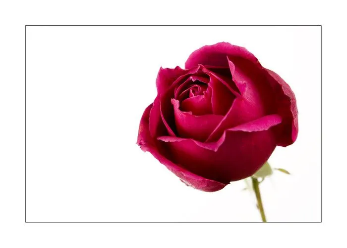 Rosa, fondo blanco o fondo negro?
