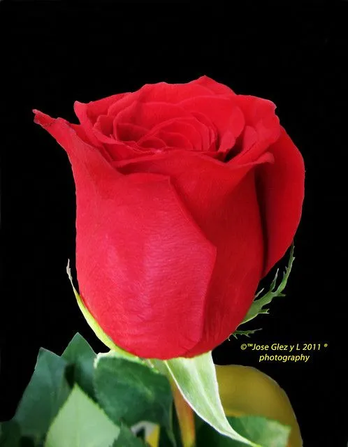 Rosa en fondo Negro. Red rose in Black. | Flickr - Photo Sharing!