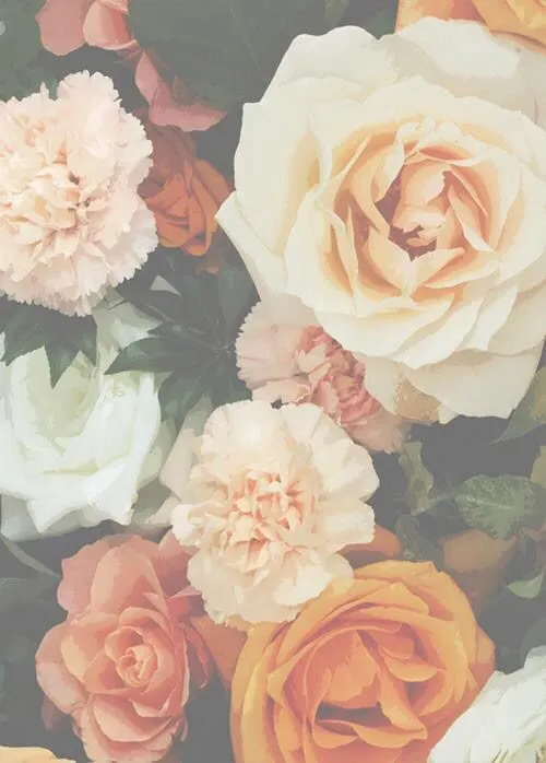 rosa de fondo | Tumblr