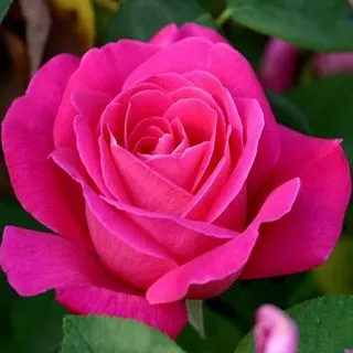 Rosa fucsia