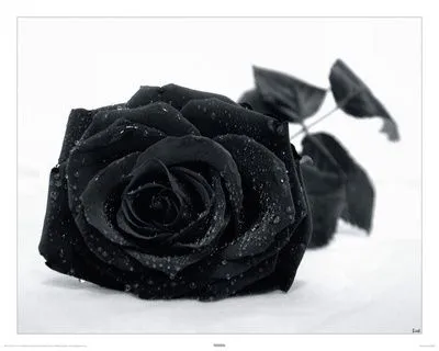 Rosa gótica Pósters en AllPosters.