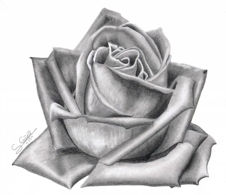 rosa grande | dibujos a lapiz | Pinterest | Dibujo, Google and Search