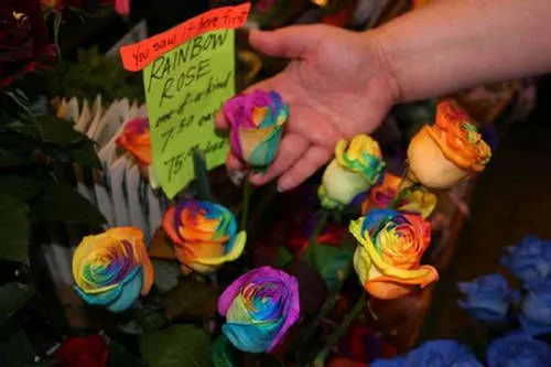 la Rosa Mas Hermosa Del Mundo! La Rosa Arcoiris | ElAntro