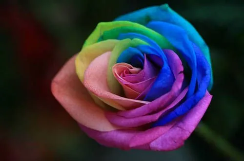 la Rosa Mas Hermosa Del Mundo! La Rosa Arcoiris - Taringa! la Rosa Mas Hermosa Del Mundo! La Rosa Arcoiris - Taringa!