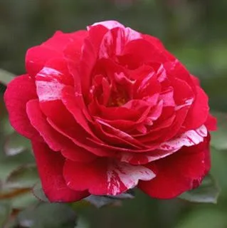 Rosa jaspeada