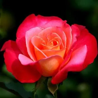 Rosa jaspeada roja