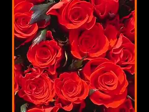 LA ROSA MAS LINDA DE MI JARDÍN - YouTube