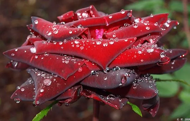 ROSA... BAJO LA LLUVIA. . . . . .Dedicada a meirellesluisa ... ROSA... BAJO LA LLUVIA. . . . . .Dedicada a meirellesluisa ...
