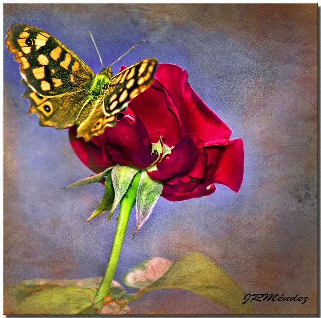 La Rosa y la Mariposa | Flickr - Photo Sharing!